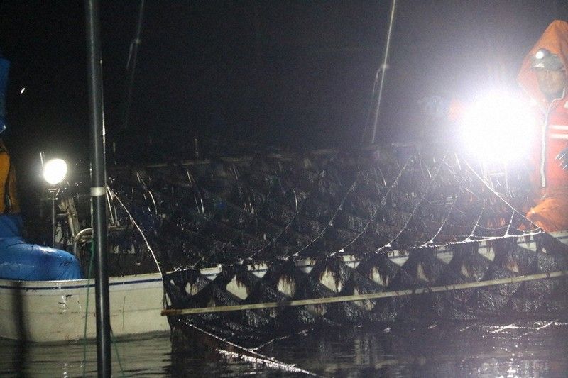 thu hoạch rong biển ban đêm